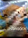 Sherlock
