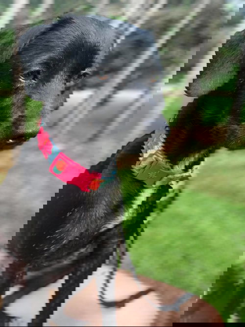 Sammie