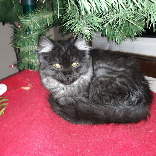 St. Nicholas