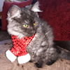 St. Nicholas