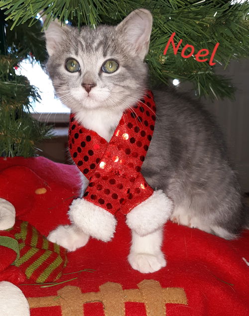 Noel