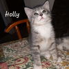 Holly