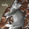 Holly