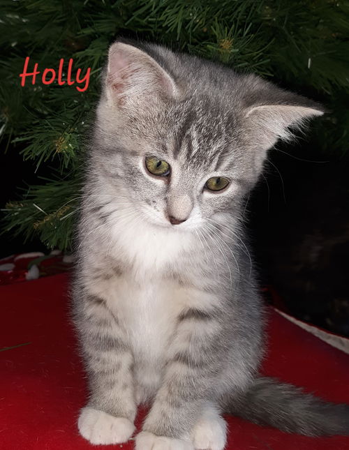 Holly