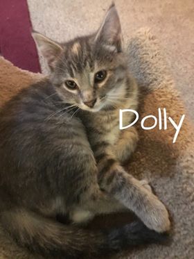 Dolly