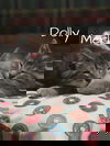 Dolly
