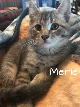 Merle