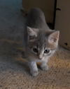 Libby