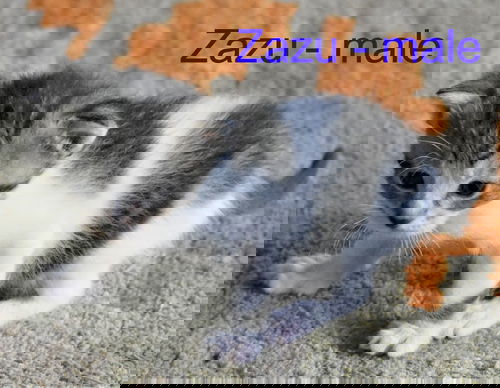 Zazu