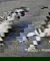 Zazu