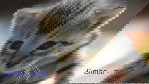 Simba