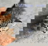Mufasa
