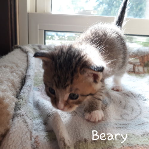 Beary