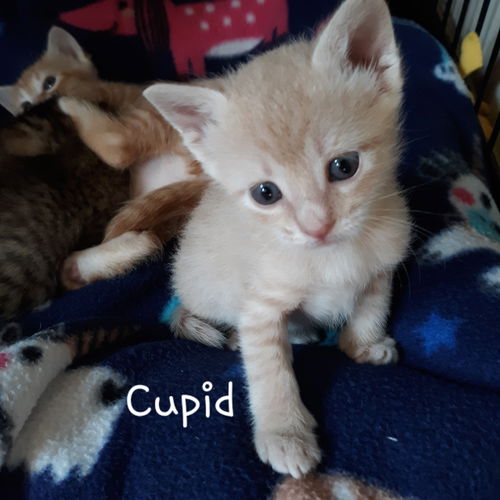 Cupid