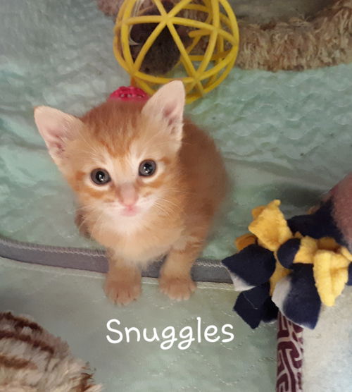 Snuggles