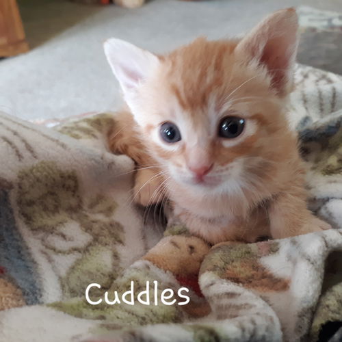 Cuddles