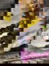 Oreo