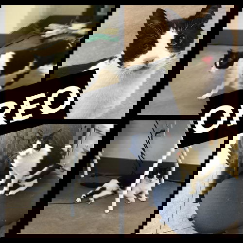 Oreo