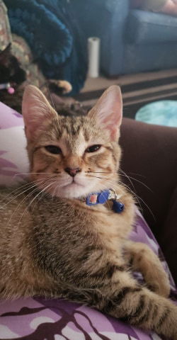 Willow