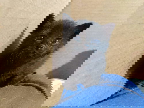 Onyx