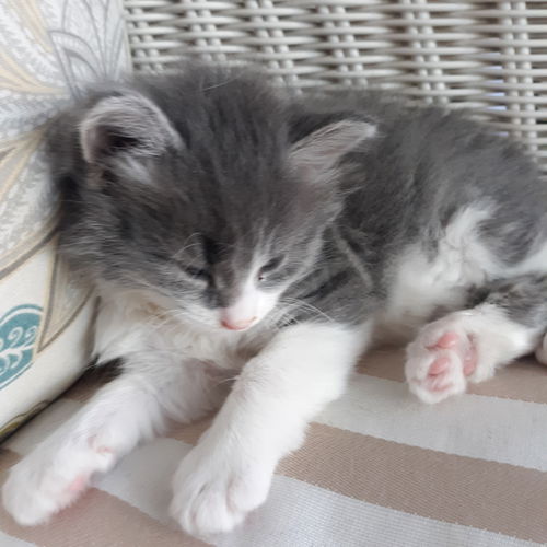 Simon