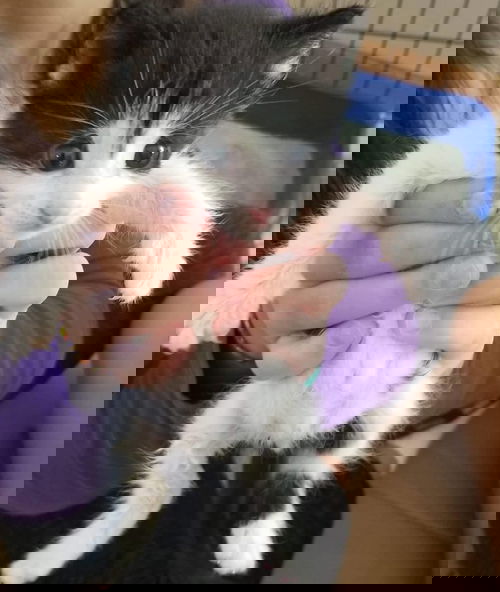Bert