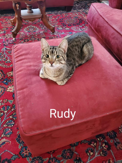 Rudy