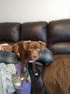 Flynn