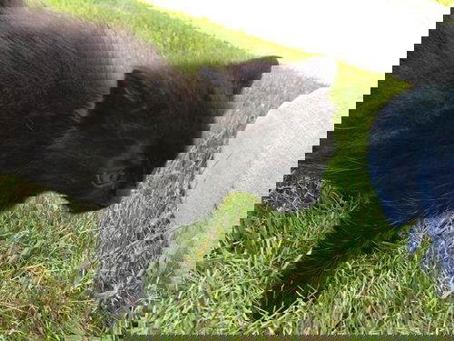 Shadow
