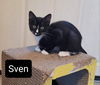 Sven