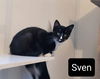 Sven