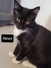 Newt