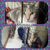 Mimosa