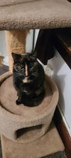 Captain Morgana
