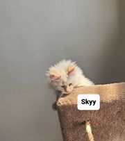 Skyy