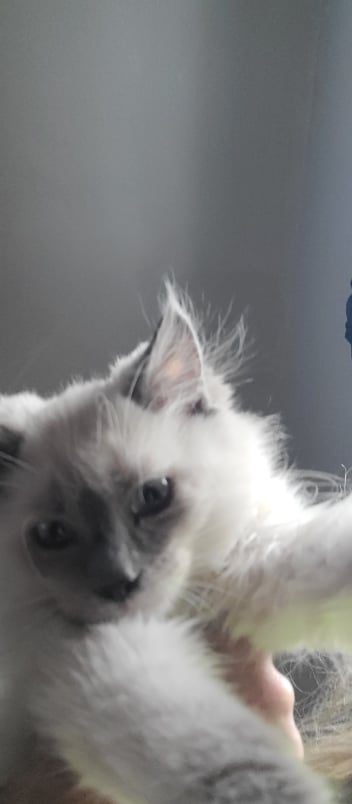 Gin