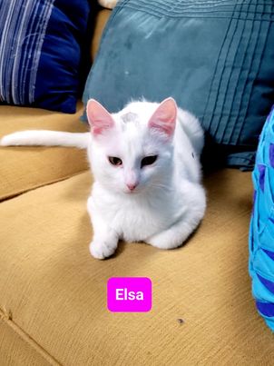 Elsa