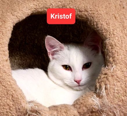 Kristof