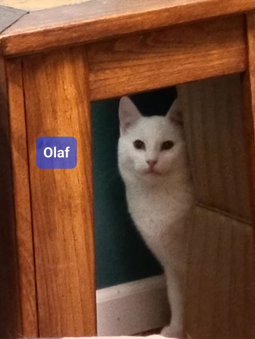 Olaf