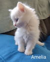 Amelia