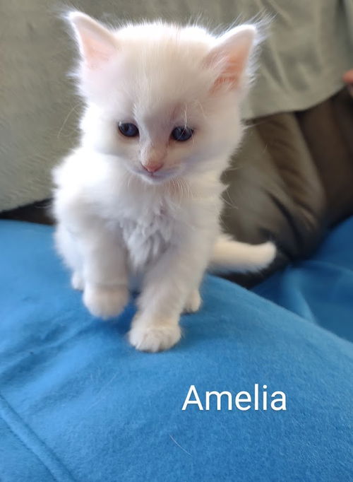Amelia