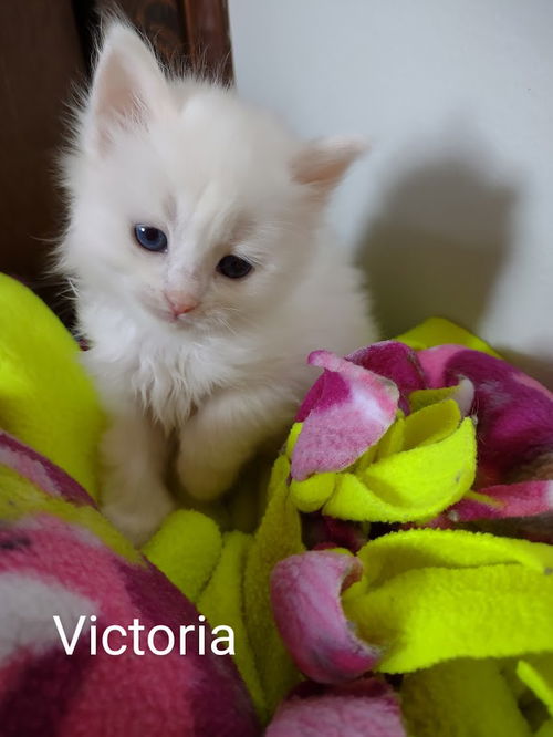 Victoria