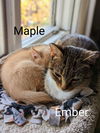 Ember