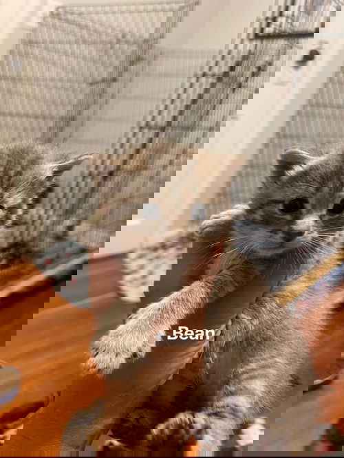 Bean