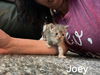 Joey