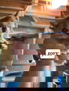 Joey