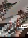 Rachel
