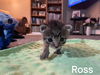 Ross