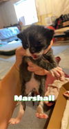 Marshall