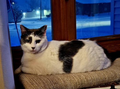 picture of the cat needing adoption